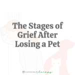 The Stages of Grief After Losing a Pet